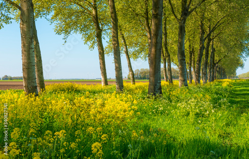 Trees in a green field with grass and yellow wildflowers in sunlight in spring © Naj
