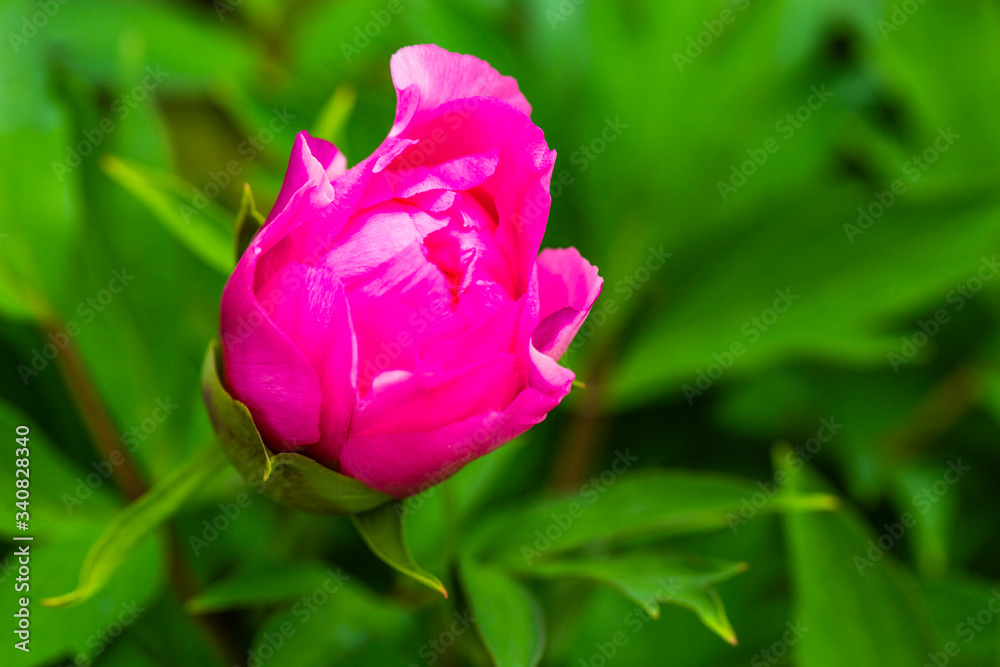 Blooming pink peony in the spring garden. Blooming pink peony in the spring garden.