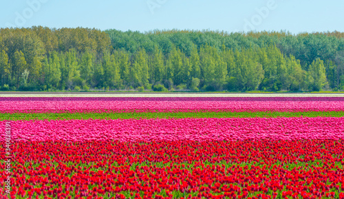 Tulips in an agricultural field below a blue sky in sunlight in spring  