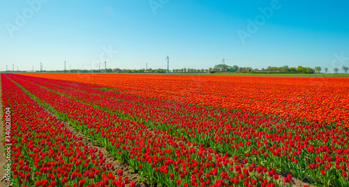 Tulips in an agricultural field below a blue sky in sunlight in spring, 