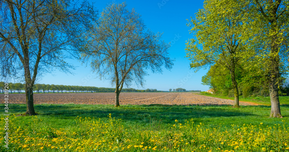 Trees in a green field with grass and yellow wildflowers in sunlight in spring