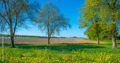 Trees in a green field with grass and yellow wildflowers in sunlight in spring