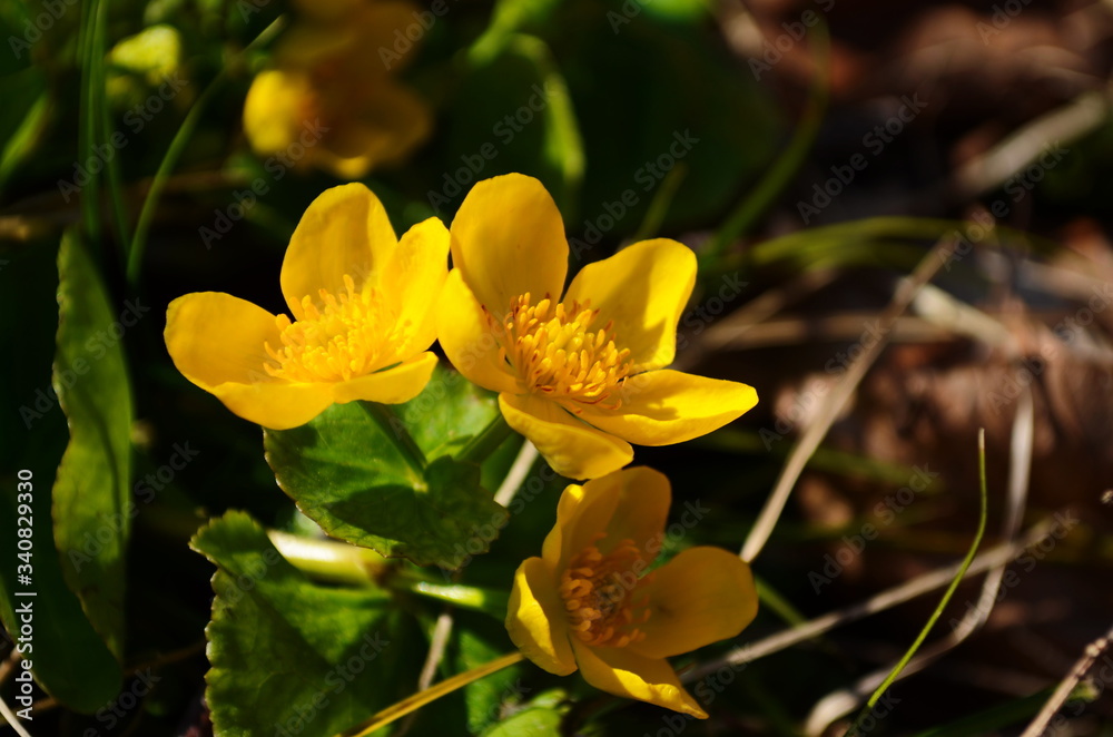 Caltha palustris or kingcup yellow flower, perennial herbaceous plant of the buttercup family - obrazy, fototapety, plakaty 