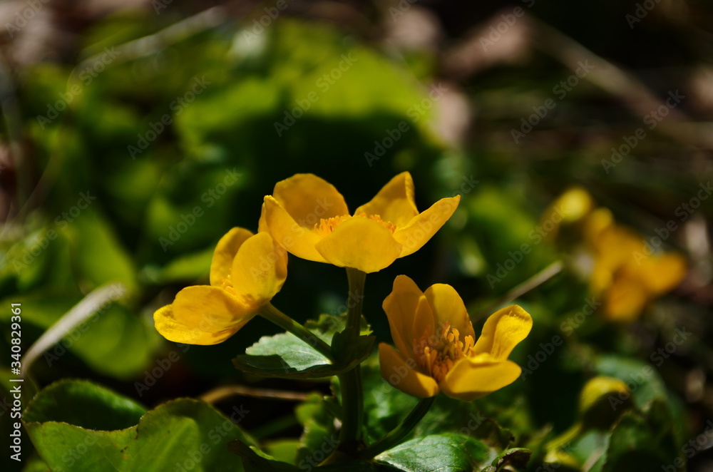 Caltha palustris or kingcup yellow flower, perennial herbaceous plant of the buttercup family