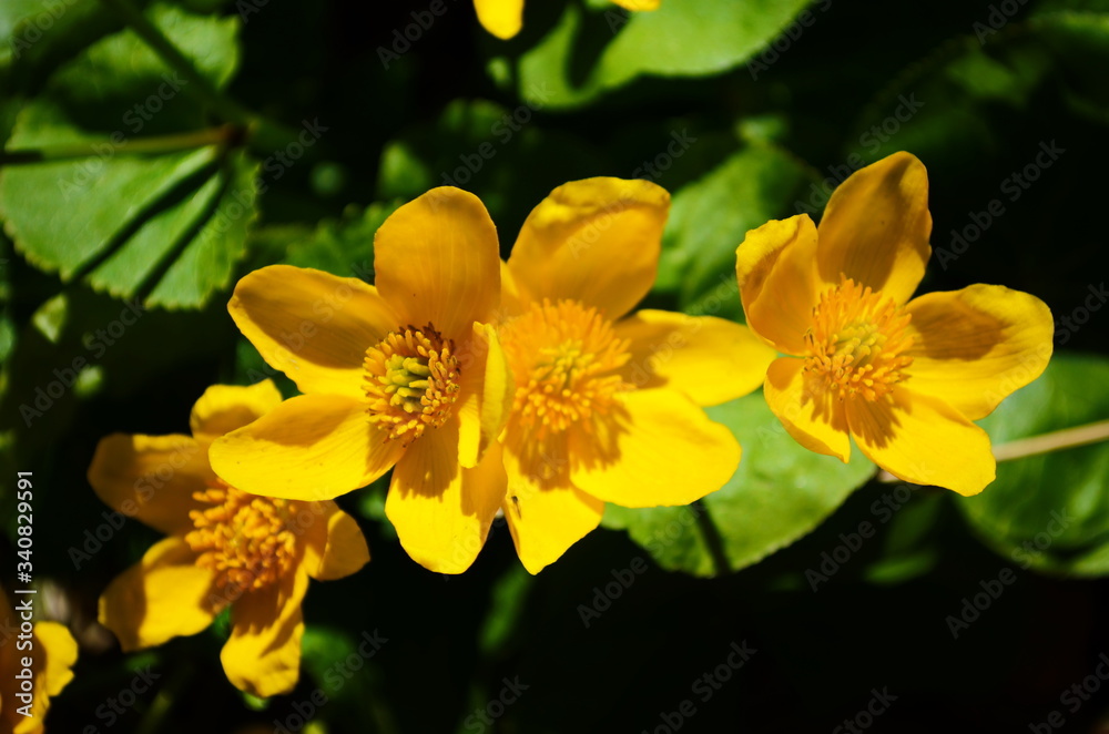 Caltha palustris or kingcup yellow flower, perennial herbaceous plant of the buttercup family Caltha palustris or kingcup yellow flower, perennial herbaceous plant of the buttercup family