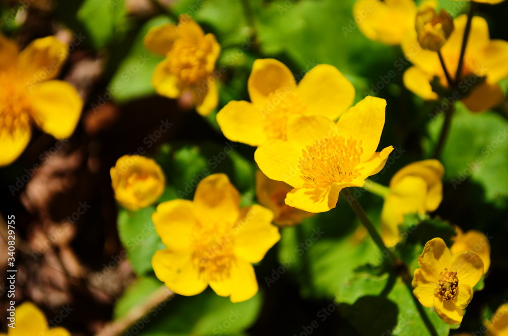 Caltha palustris or kingcup yellow flower, perennial herbaceous plant of the buttercup family