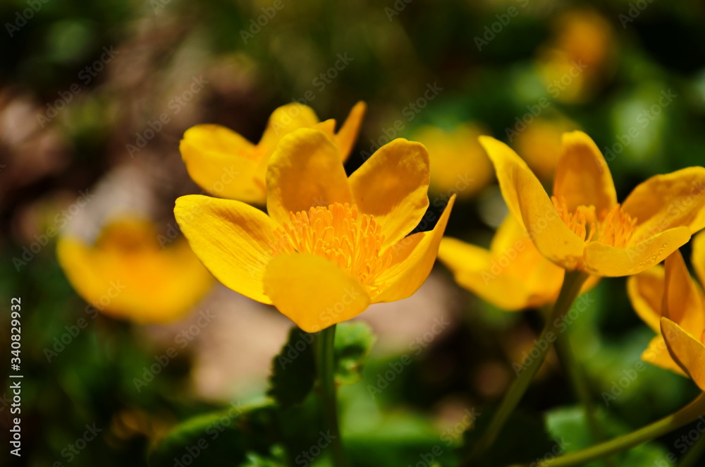 Caltha palustris or kingcup yellow flower, perennial herbaceous plant of the buttercup family