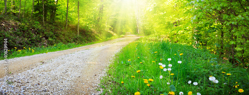 Sunlight in the green spring forest in germany.