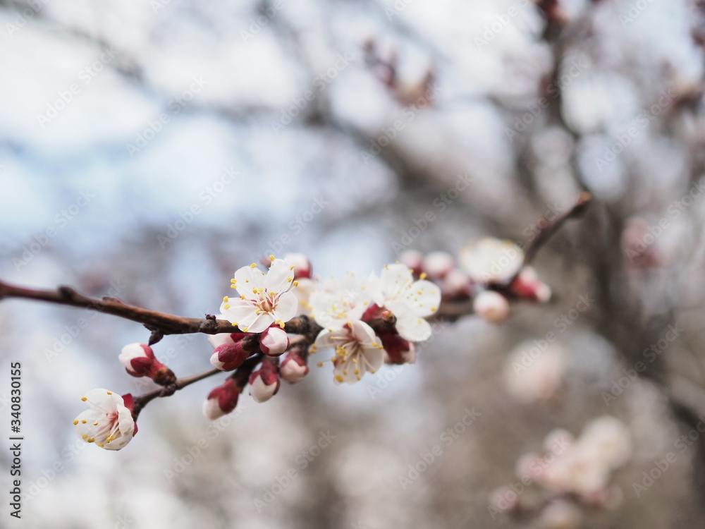 cherry blossom branch close up in spring