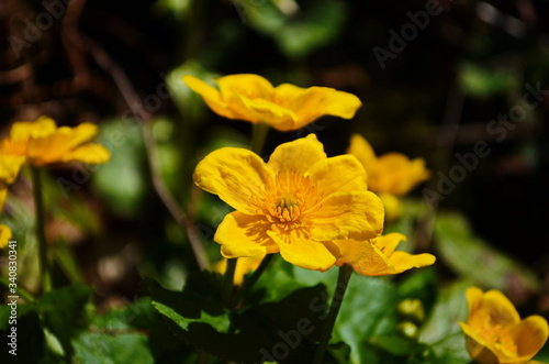 Caltha palustris or kingcup yellow flower  perennial herbaceous plant of the buttercup family
