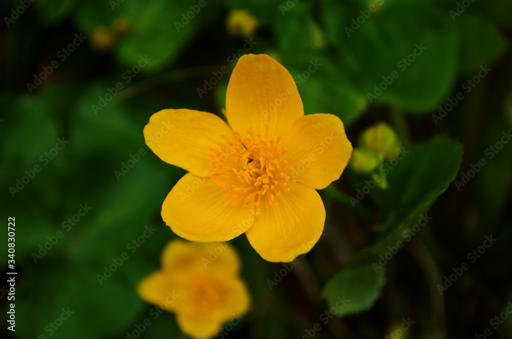 Caltha palustris or kingcup yellow flower, perennial herbaceous plant of the buttercup family Caltha palustris or kingcup yellow flower, perennial herbaceous plant of the buttercup family