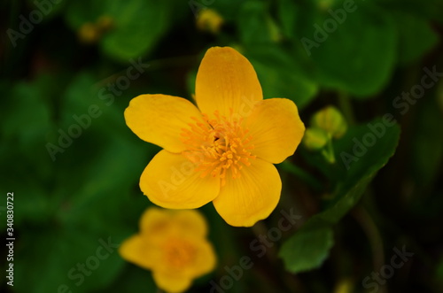 Caltha palustris or kingcup yellow flower  perennial herbaceous plant of the buttercup family