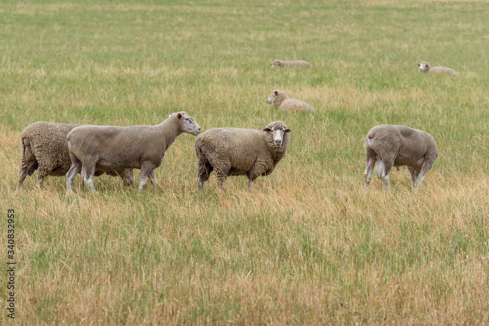 Flock of sheep grazing on countryside paddock Flock of sheep grazing on countryside paddock