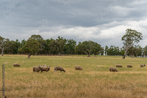 Flock of sheep grazing on countryside paddock