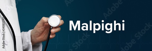 Malpighi. Arzt im Kittel hält Stethoskop. Das Wort Malpighi steht daneben. Symbol für Medizin, Krankheit, Gesundheit photo