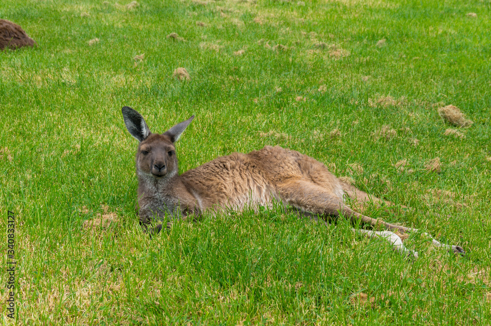 Fototapeta premium Australian kangaroo wild animal lying in the grass