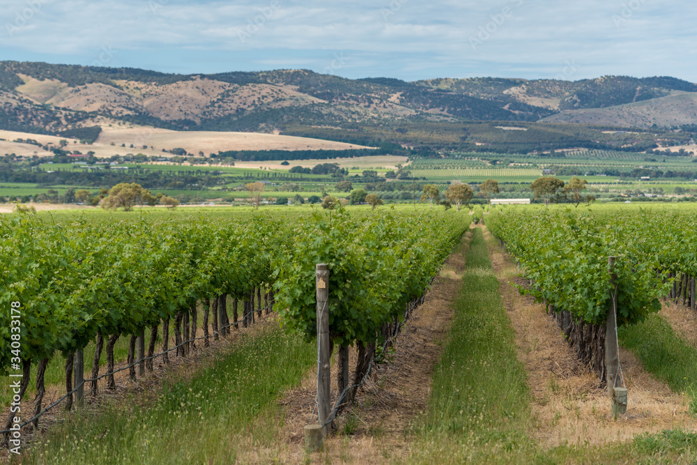 Vineyard landscape with rows of grape plants
