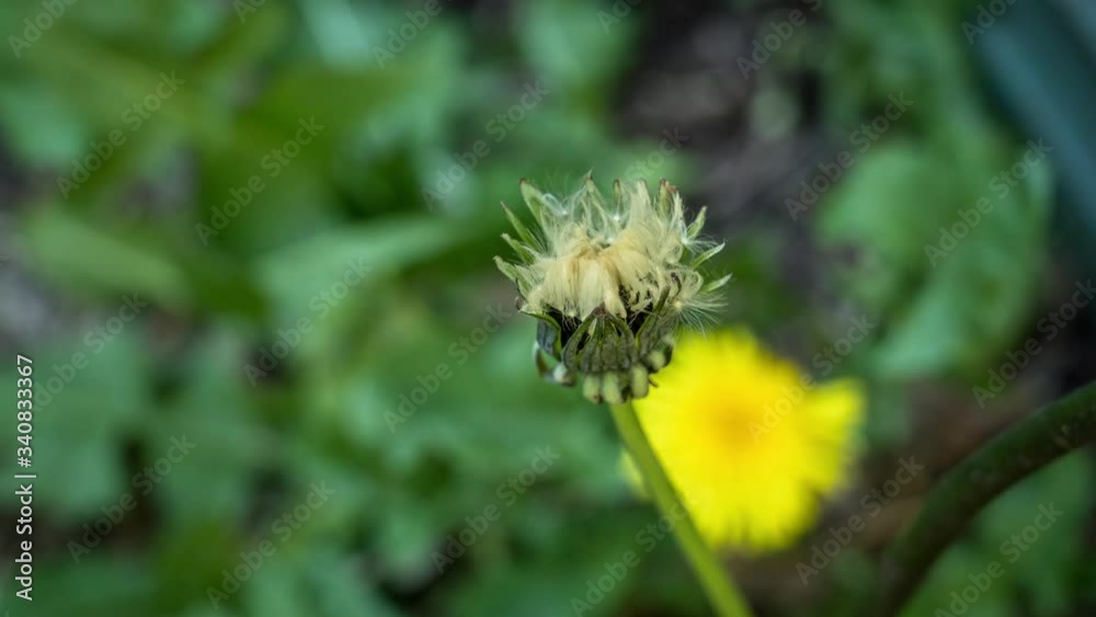 Timelapse fleur pissentlit qui s'ouvre pour semer graines