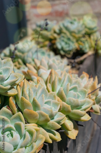 Beautiful succulent plants in the flowerpot outdoors