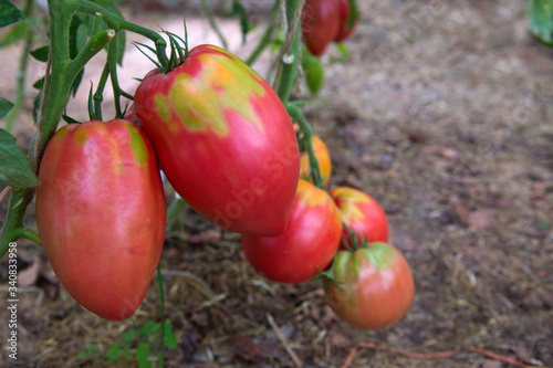 Giant red tomatoes growing on the branch.
