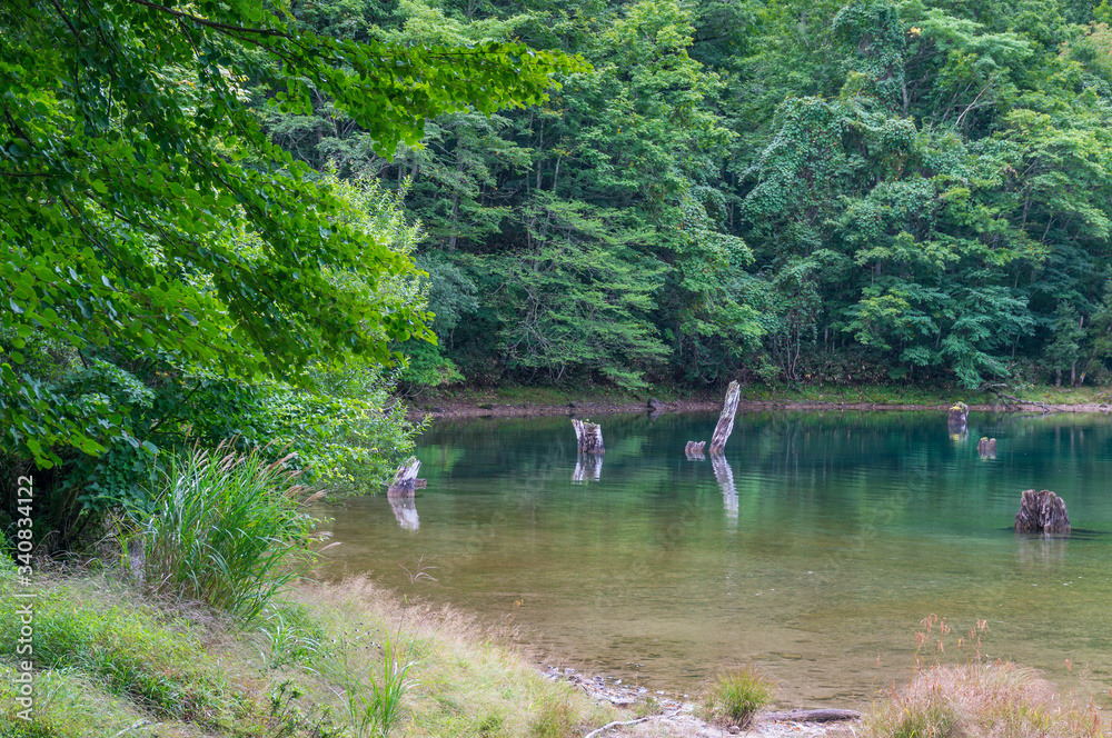 Forest lake landscape with green trees and swamp wetlands Forest lake landscape with green trees and swamp wetlands