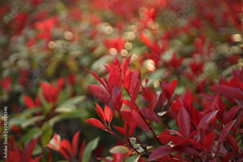 Photinia fraseri in the garden