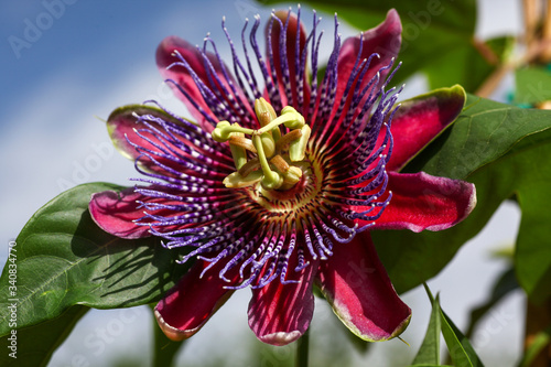 Fotografi Beautiful deep red and purple Passion Flower - passiflora alata showing ist delicate Details growing on a vine in the tropical garden
