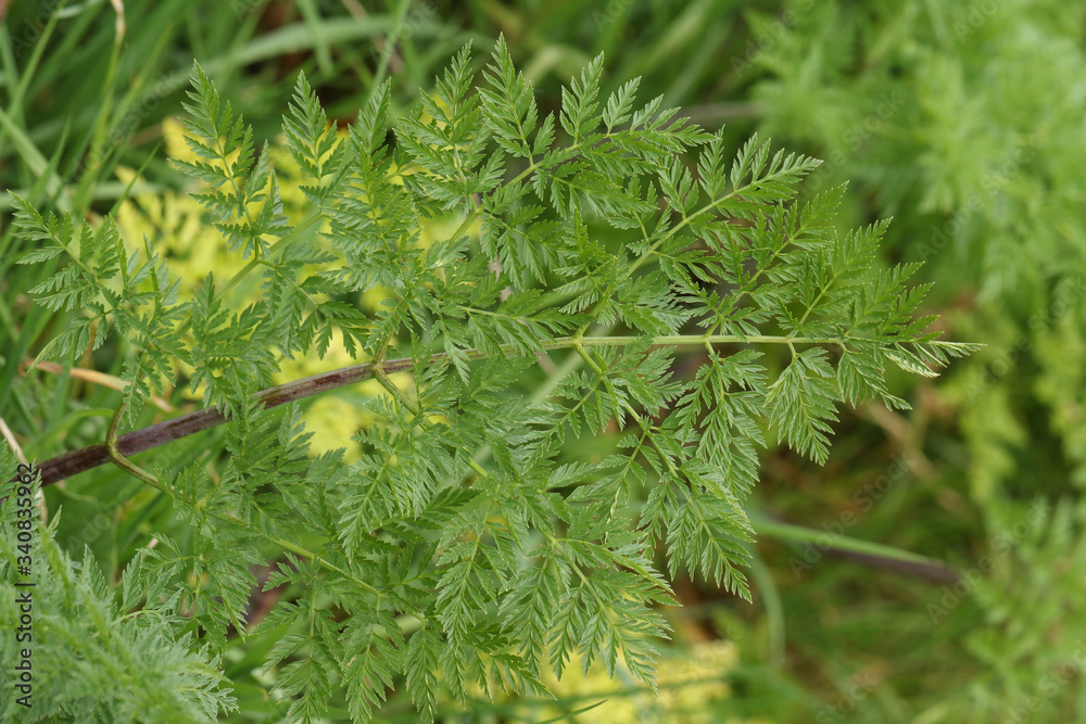 A Hemlock, Conium maculatum, plant growing in the countryside in the UK.