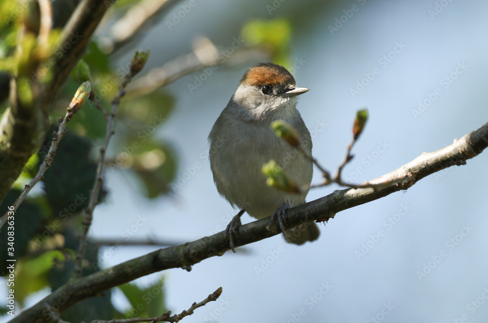 A pretty female Blackcap, Sylvia atricapilla, perching on a branch of a tree in spring. It has just arrived back in the UK, and is looking for somewhere to nest. A pretty female Blackcap, Sylvia atricapilla, perching on a branch of a tree in spring. It has just arrived back in the UK, and is looking for somewhere to nest.