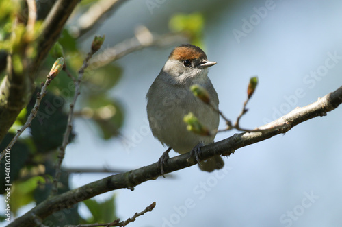A pretty female Blackcap, Sylvia atricapilla, perching on a branch of a tree in spring. It has just arrived back in the UK, and is looking for somewhere to nest.