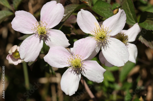 The pretty flowers of a Clematis, montana, plant growing in a garden in the UK.  