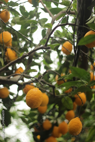 
lemons nature leaves limonaria