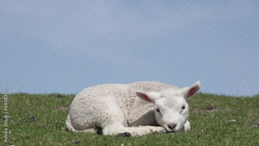 Cute white  lamb lying on meadow in springtime in front of blue sky