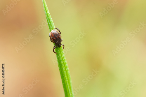 The castor bean tick (Ixodes ricinus) - male on grass with copy space around. Czech Republic, Europe