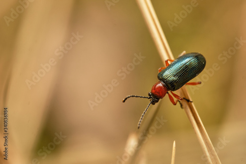 Ground beetle Lebia chlorocephala -  macro photography. Czech Republic, Europe photo