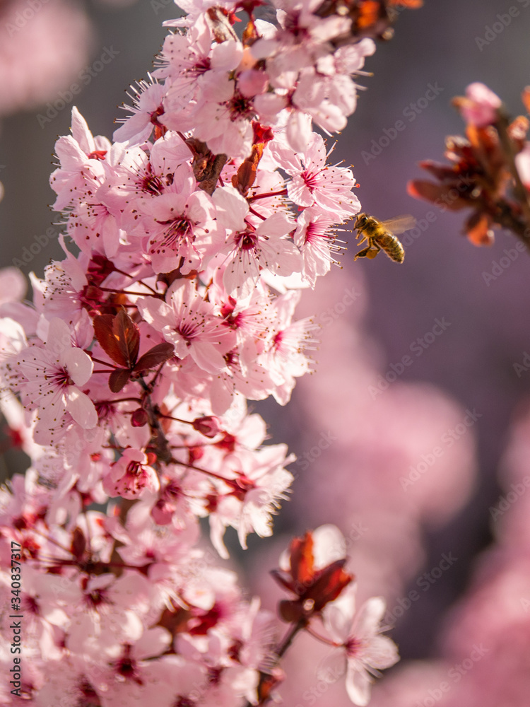 Abeille sur prunus en fleurs