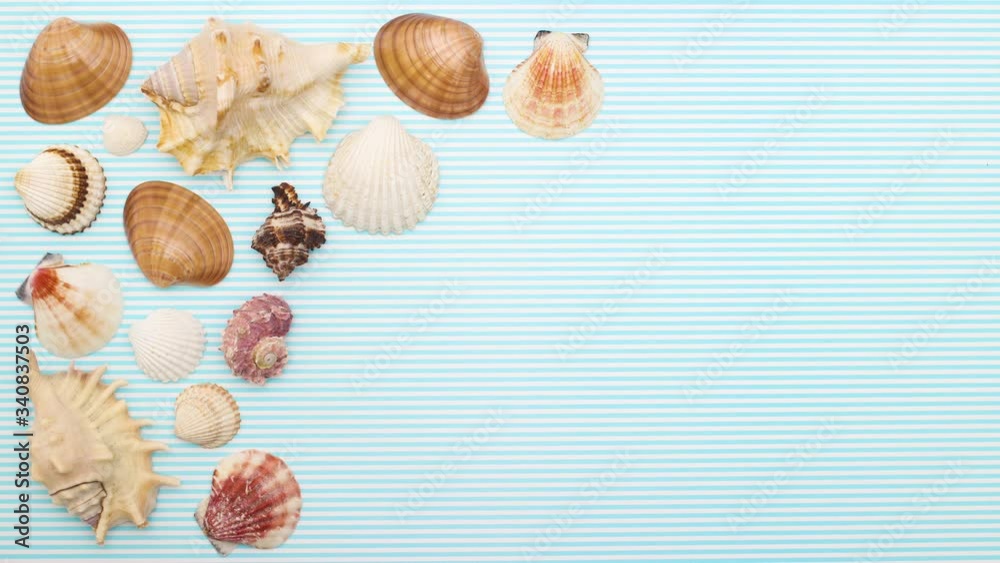 Seashells moving on by one on left side - Stop motion Seashells moving on by one on left side - Stop motion