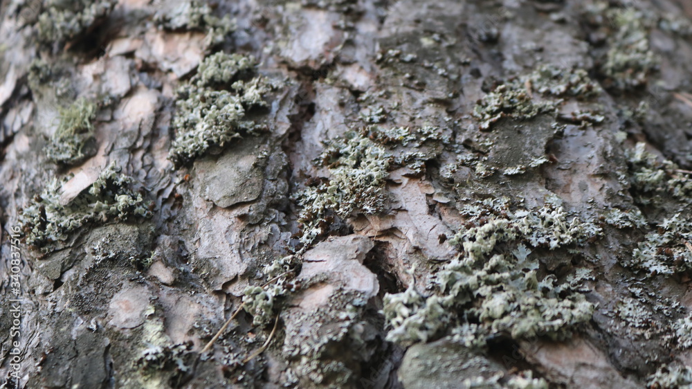 old pine bark covered with moss
