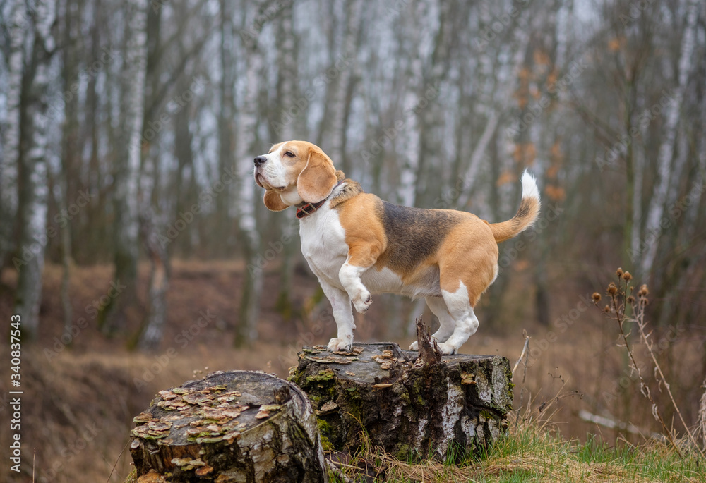 beautiful dog breed Beagle on a walk in the morning in the spring Park in the fog