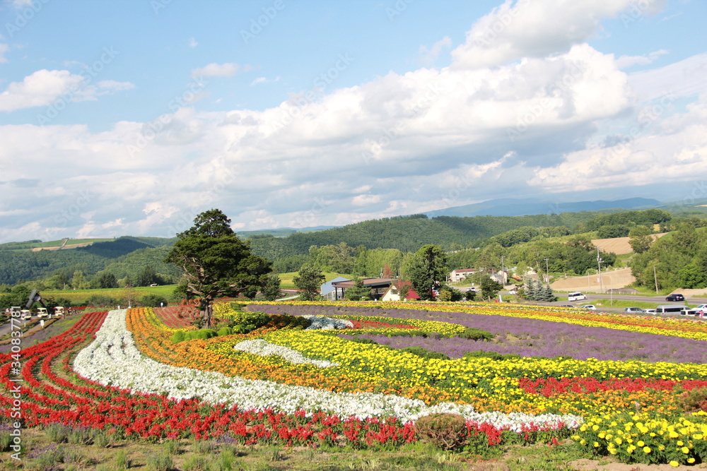 Flower field in Hokkaido