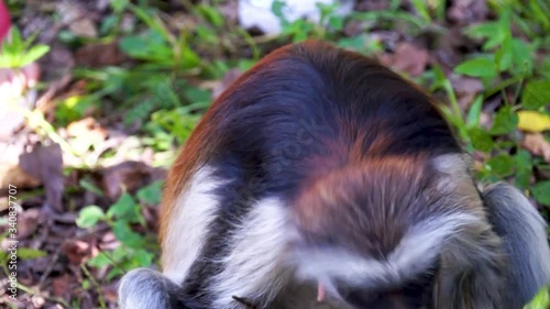 typical Zanzibar monkey, red colobus in its natural environment.