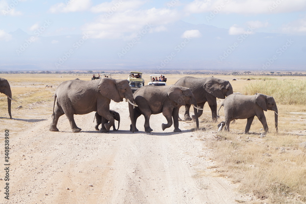 Naklejka premium elephants in the wild
