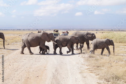 elephants in the wild