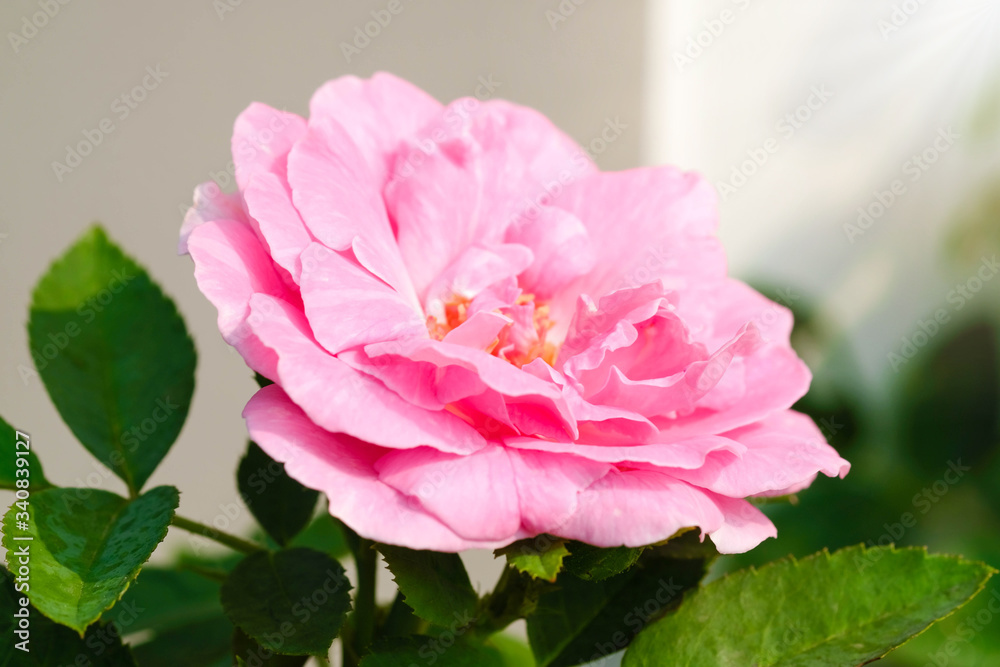 Pink rose in the green garden. For Valentines Day. Pink rose in the green garden. For Valentines Day.