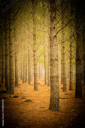 Pine Forest Plantation on a misty morning in Cape Town © Sunshine Seeds