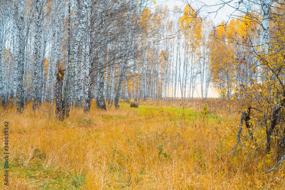 Fototapeta premium Trees on the autumn fields. Autumn landscape.