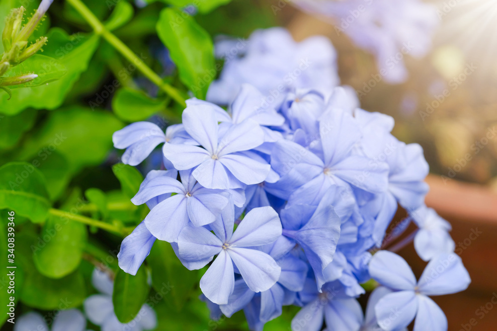 close up of Plumbago auriculata on white background. Blue flowers. close up of Plumbago auriculata on white background. Blue flowers.