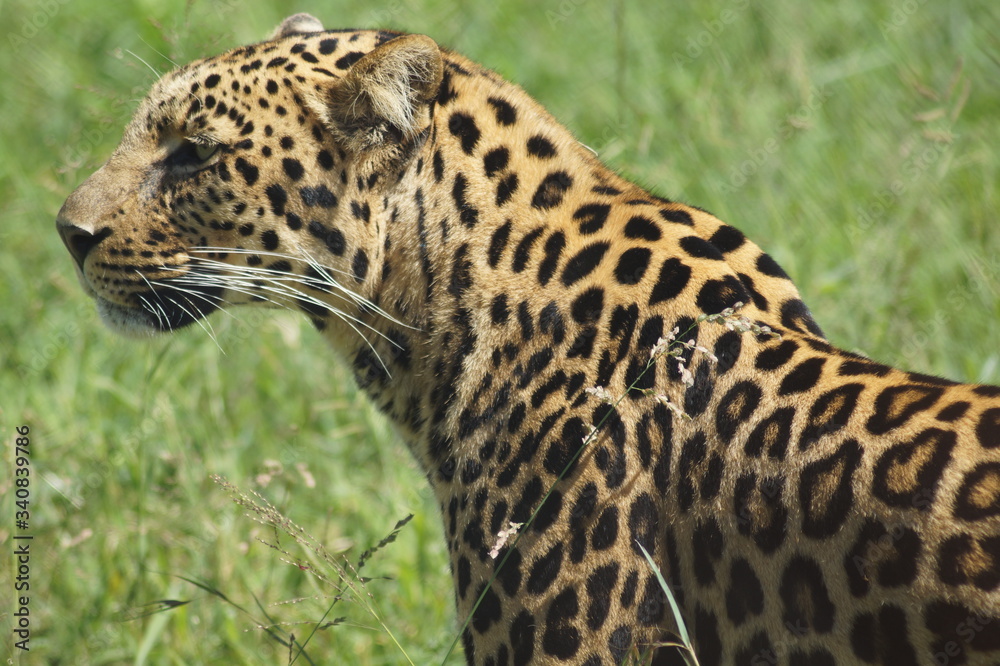 close up of leopard close up of leopard
