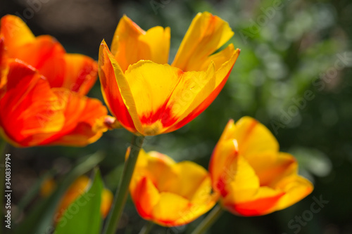 Fototapeta Naklejka Na Ścianę i Meble -  Yellow tulip flowers close up in spring garden.