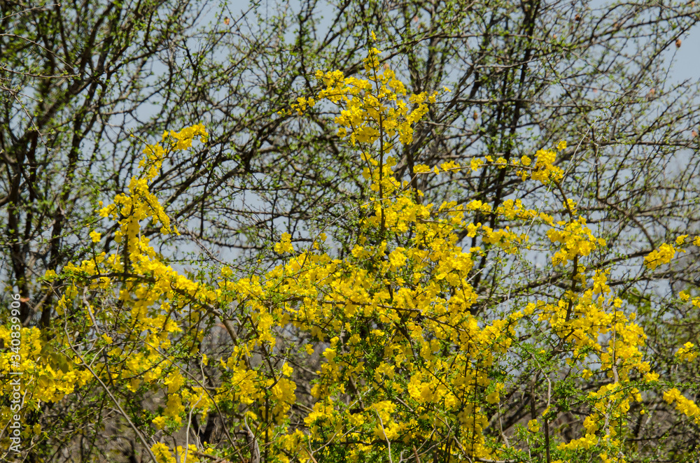 Acacia, Acacia hebeclada, Parc national Kruger, Afrique du Sud Acacia, Acacia hebeclada, Parc national Kruger, Afrique du Sud